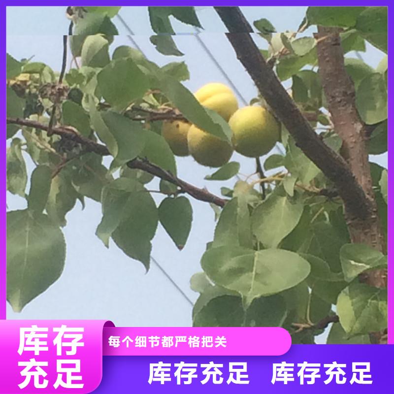 杏苹果苗定制批发