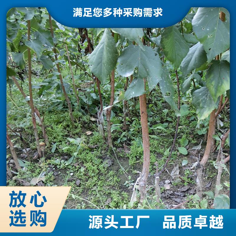 杏红石榴苗基地源厂直接供货