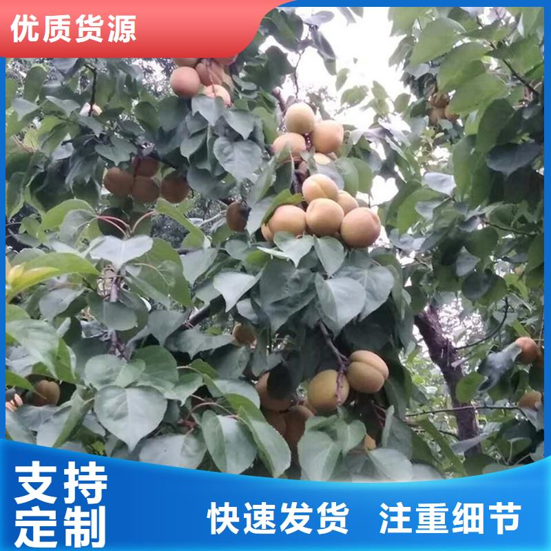 杏梨树苗随心所欲定制