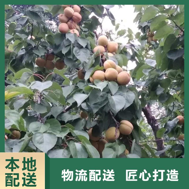 杏樱桃苗批发商