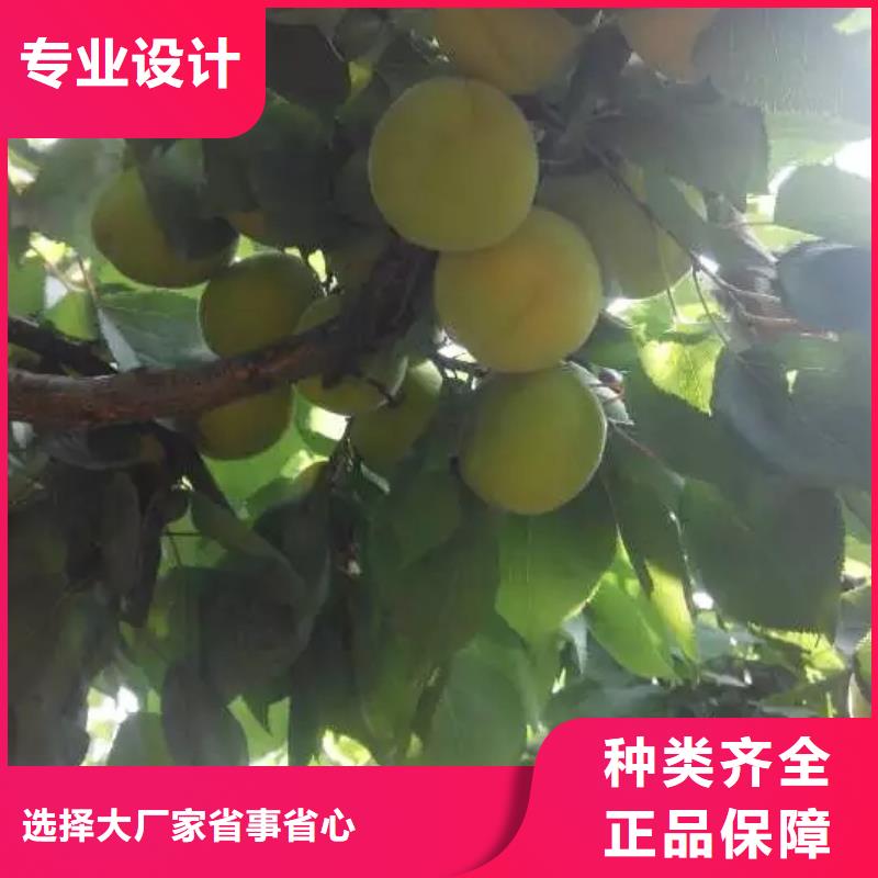 杏樱桃苗极速发货