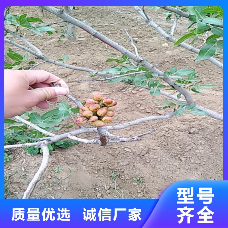 开心果樱桃苗严格把关质量放心