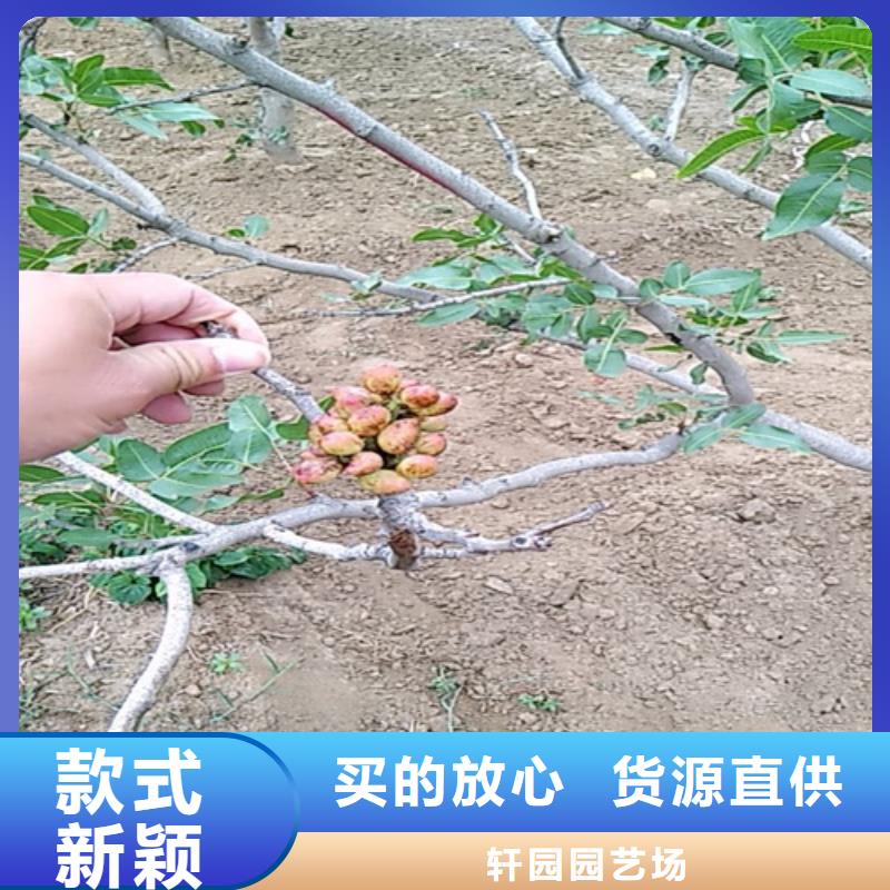 开心果【猕猴桃苗】厂家规格全