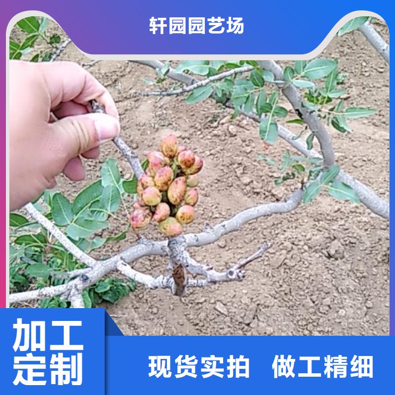 开心果西瓜苗质量安心