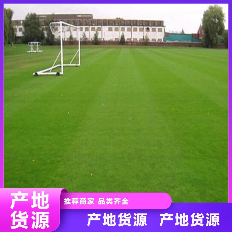 【人造草坪-学校体育场现货满足大量采购】