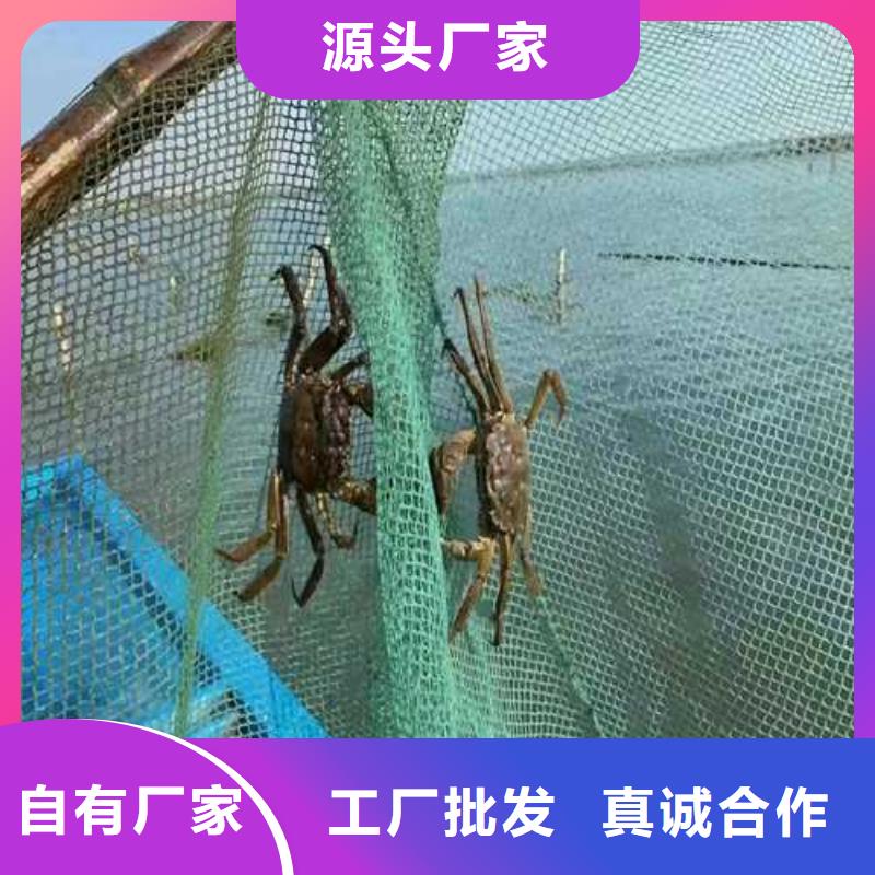 便宜的阳澄湖大闸蟹礼盒团购