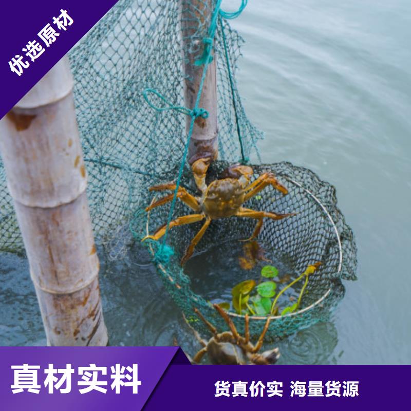 阳澄湖大闸蟹厂家-现货充足