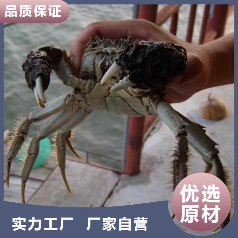 江苏阳澄湖大闸蟹哪里正宗