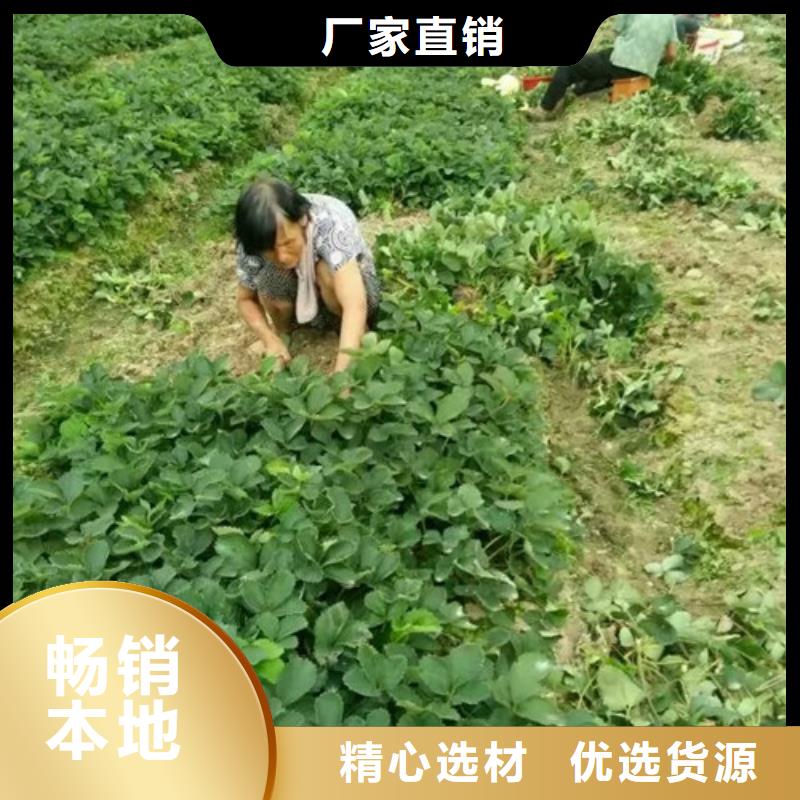 草莓苗黄金苹果树苗海量现货