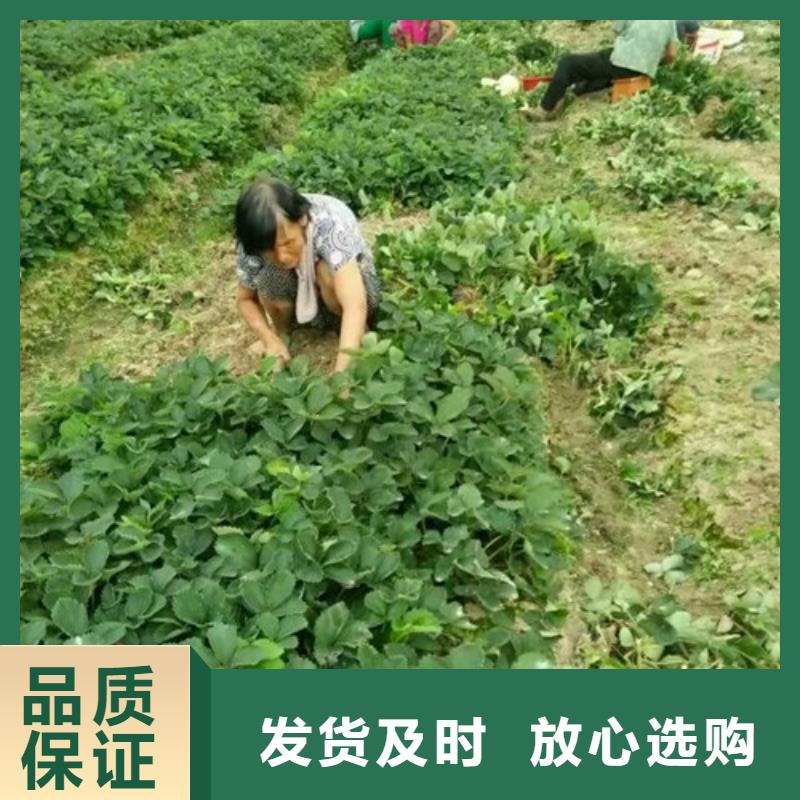 草莓苗板栗苗优质货源