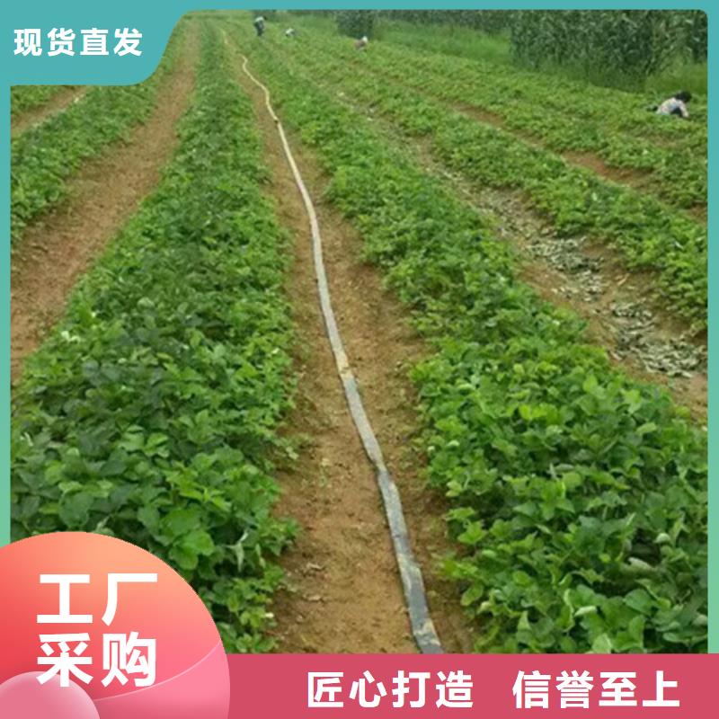 草莓苗青苹果树苗工厂价格