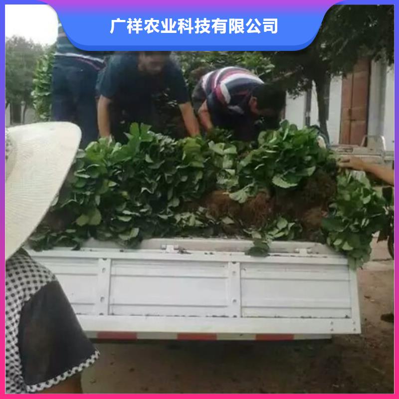 草莓苗莫妮卡西梅树苗标准工艺