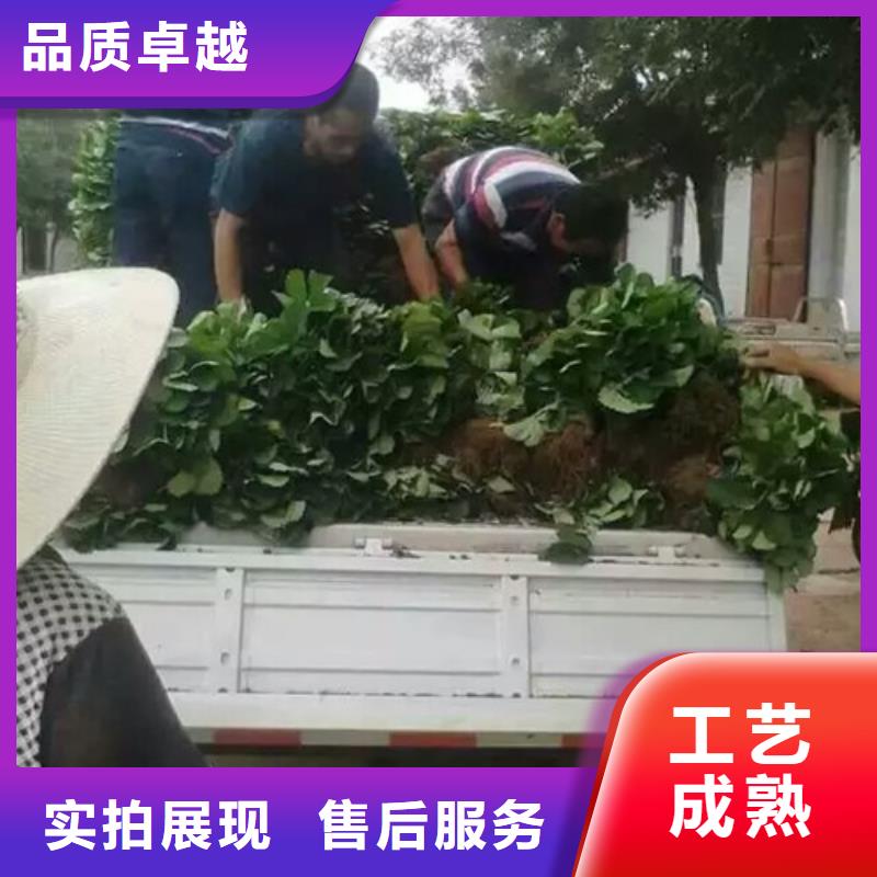 草莓苗红油香椿树苗来图来样定制