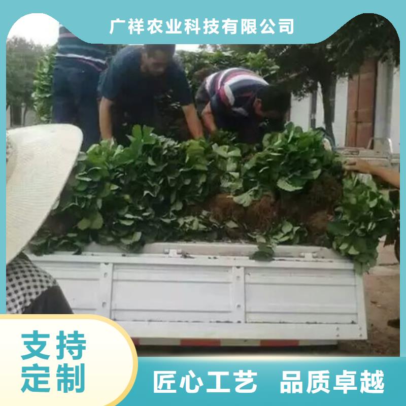 草莓苗,大棚草莓苗型号齐全