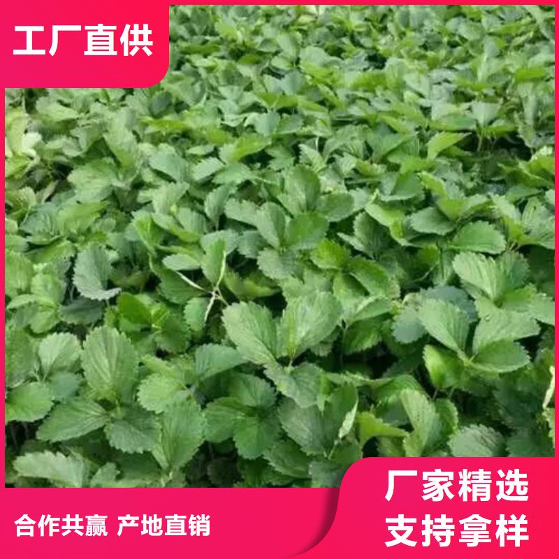 草莓苗【黑珍珠草莓苗】质优价保