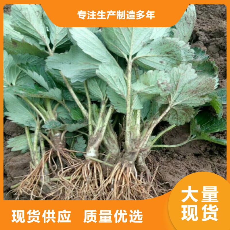 草莓苗-【苹果苗】甄选好物