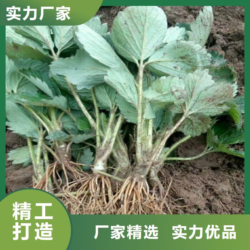 【草莓苗】-冬雪蜜桃树苗安装简单