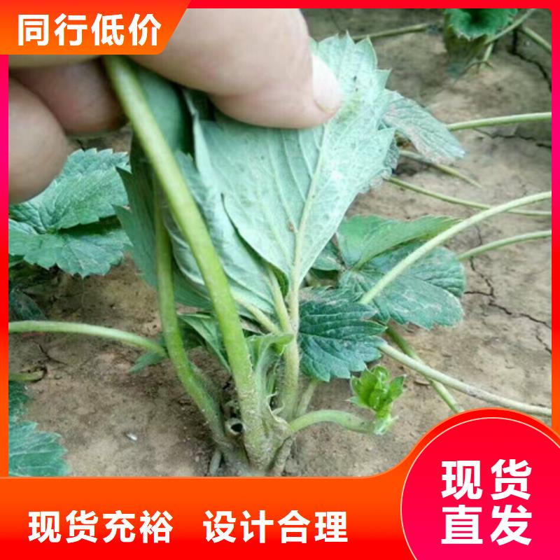 草莓苗-大棚草莓苗实力雄厚品质保障