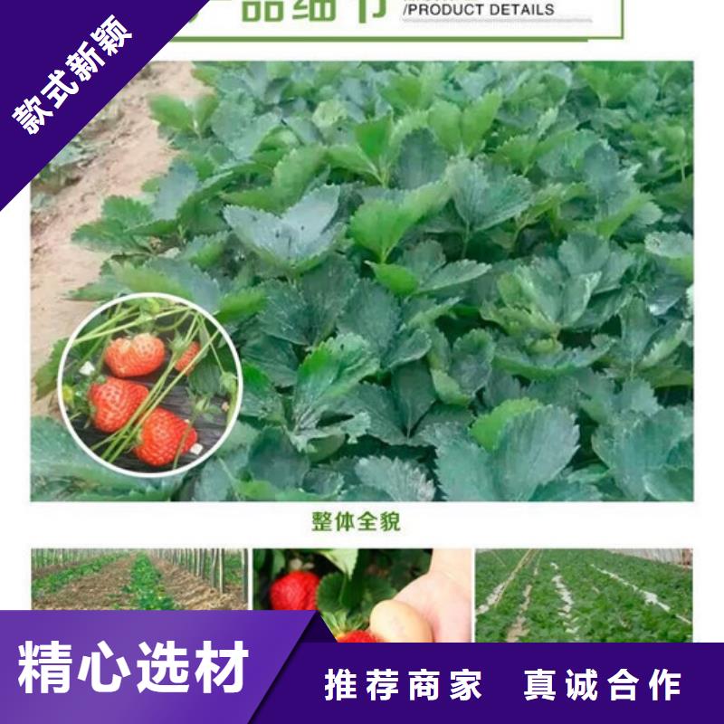 草莓苗 【大棚草莓苗】优选厂商