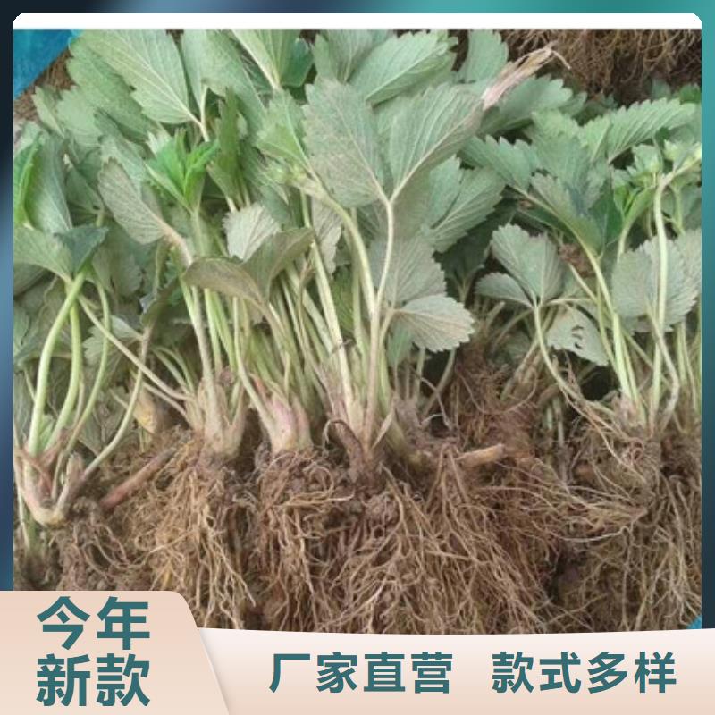 草莓苗-夏黑葡萄苗适用范围广