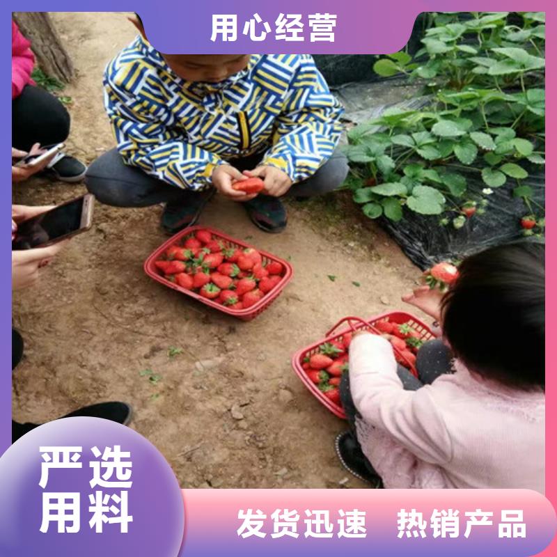 【草莓苗_青苹果树苗低价货源】