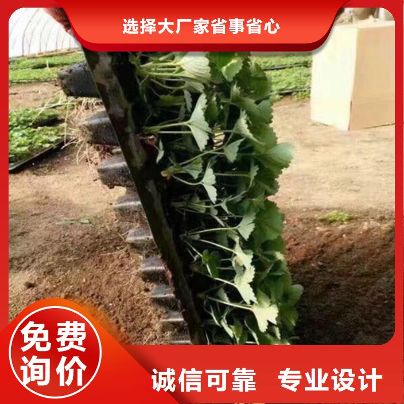 草莓苗【蟠枣树苗】用好材做好产品