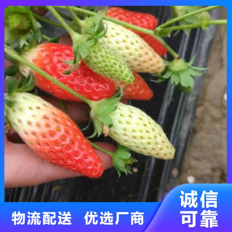 草莓苗,艾琳娜西梅树苗品类齐全