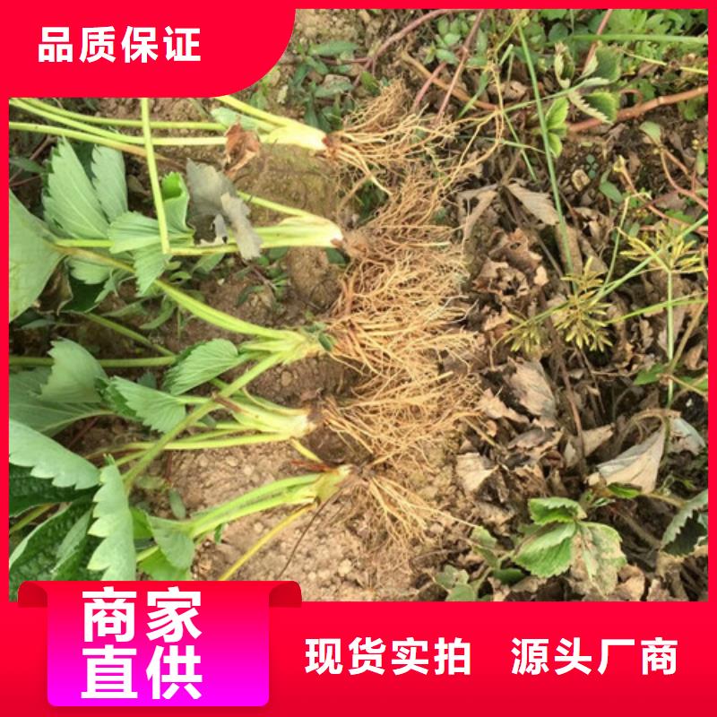 草莓苗草莓苗价格产地批发