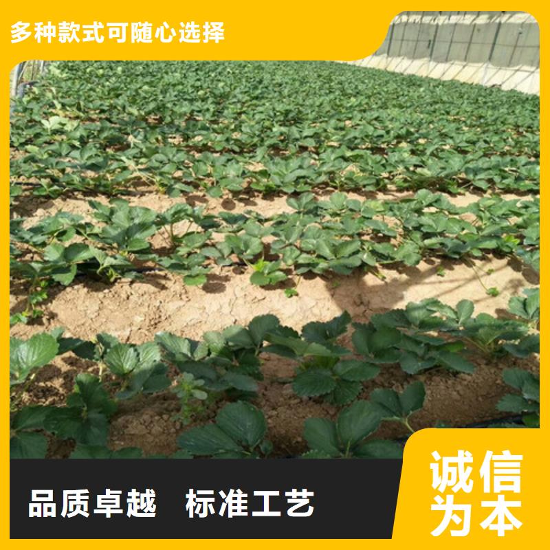 草莓苗莫妮卡西梅树苗标准工艺