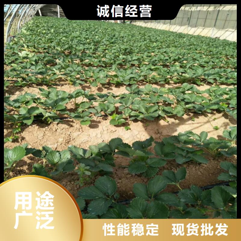 【草莓苗,苹果苗基地厂家现货批发】