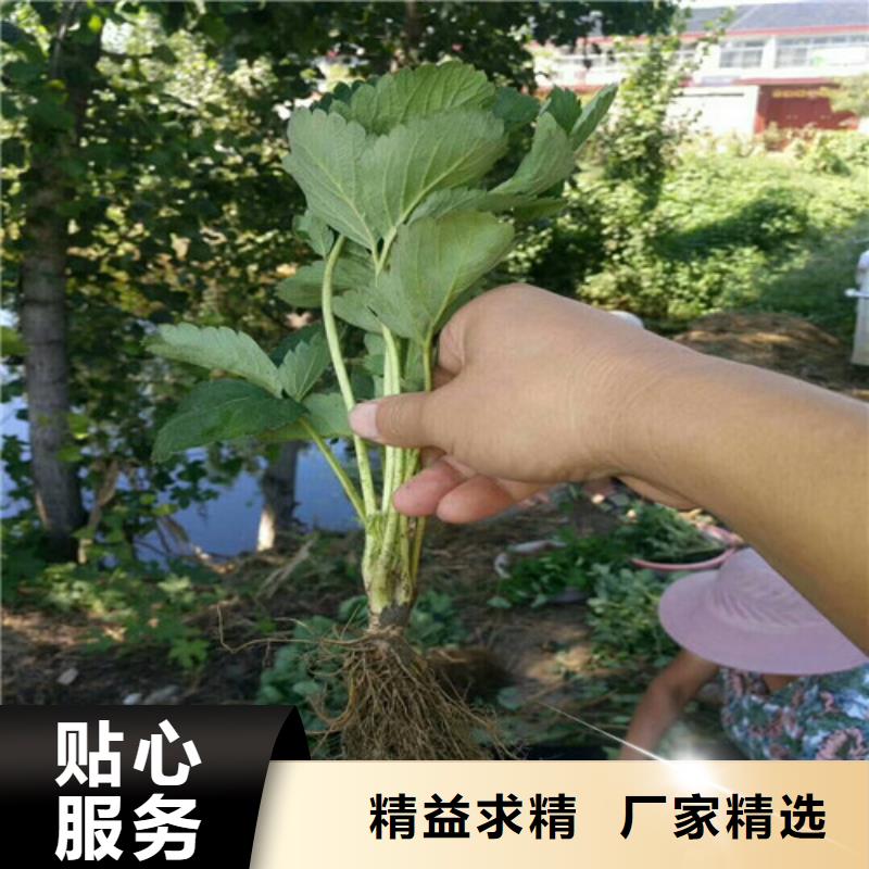 草莓苗花椒树苗厂家直销直供