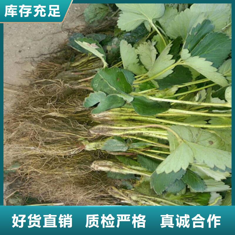 草莓苗【板栗苗】好品质用的放心