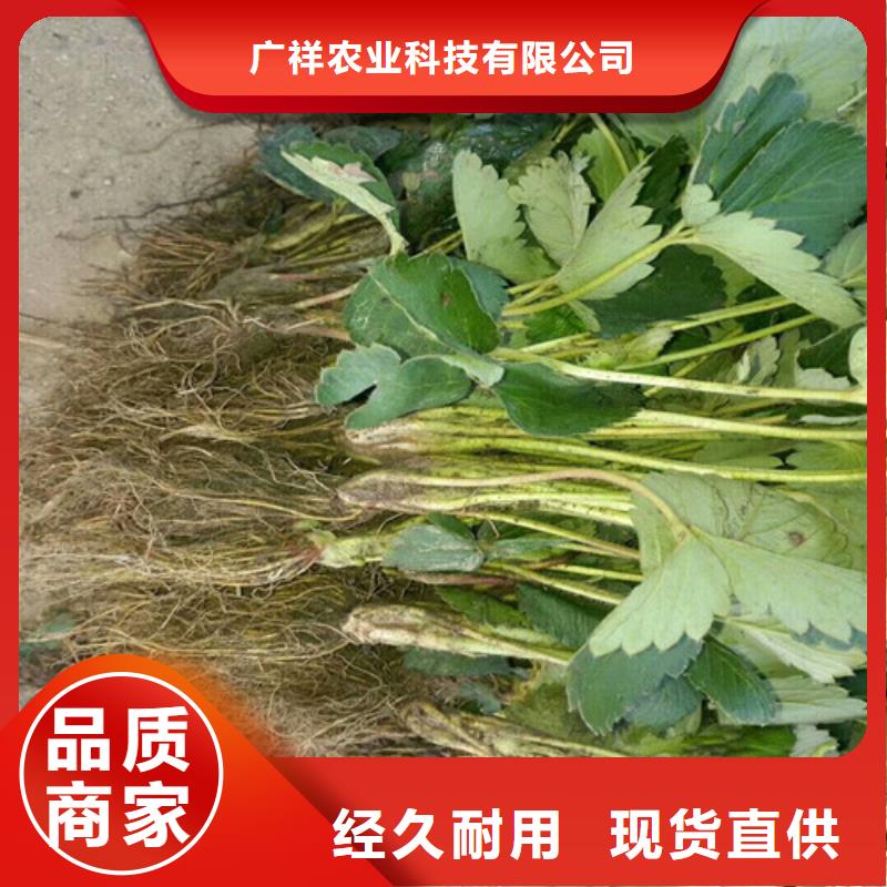 草莓苗大棚草莓苗源头工厂