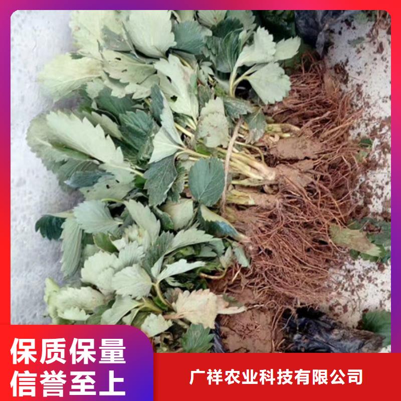 草莓苗黄金苹果树苗随心所欲定制