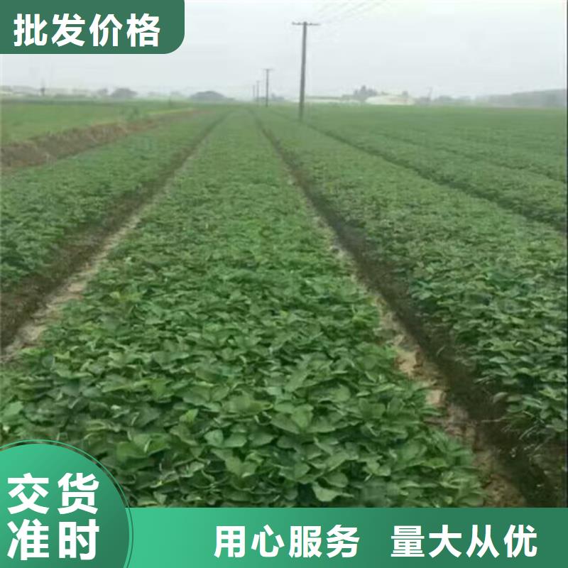 草莓苗_珍珠枣油桃树苗品质无所畏惧