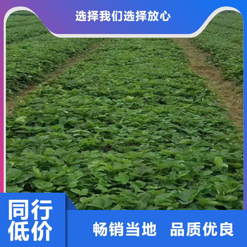 草莓苗_蜂糖李子树苗工艺层层把关