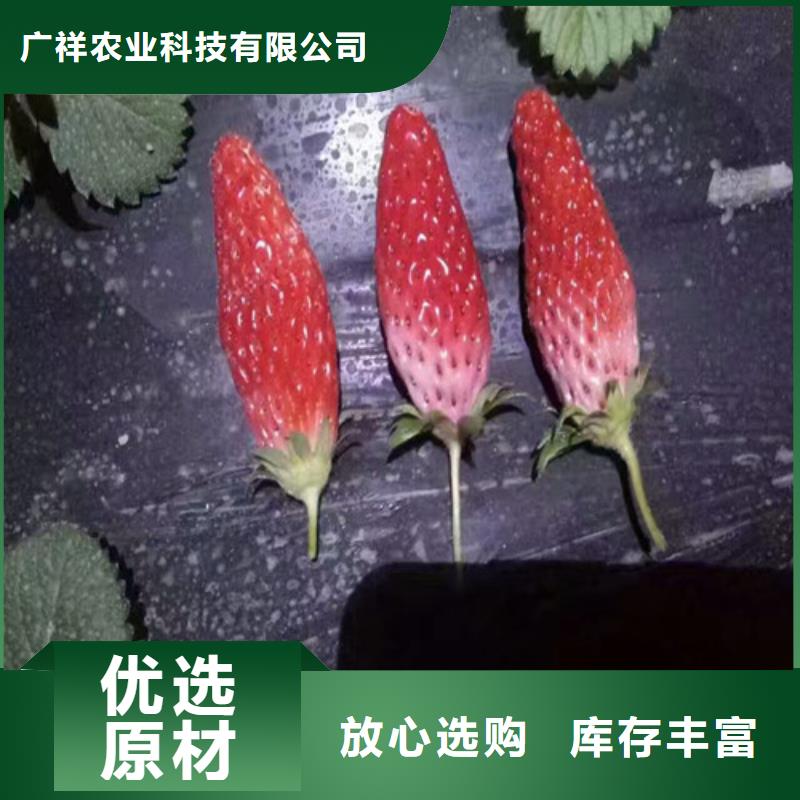 草莓苗果树苗厂家直营