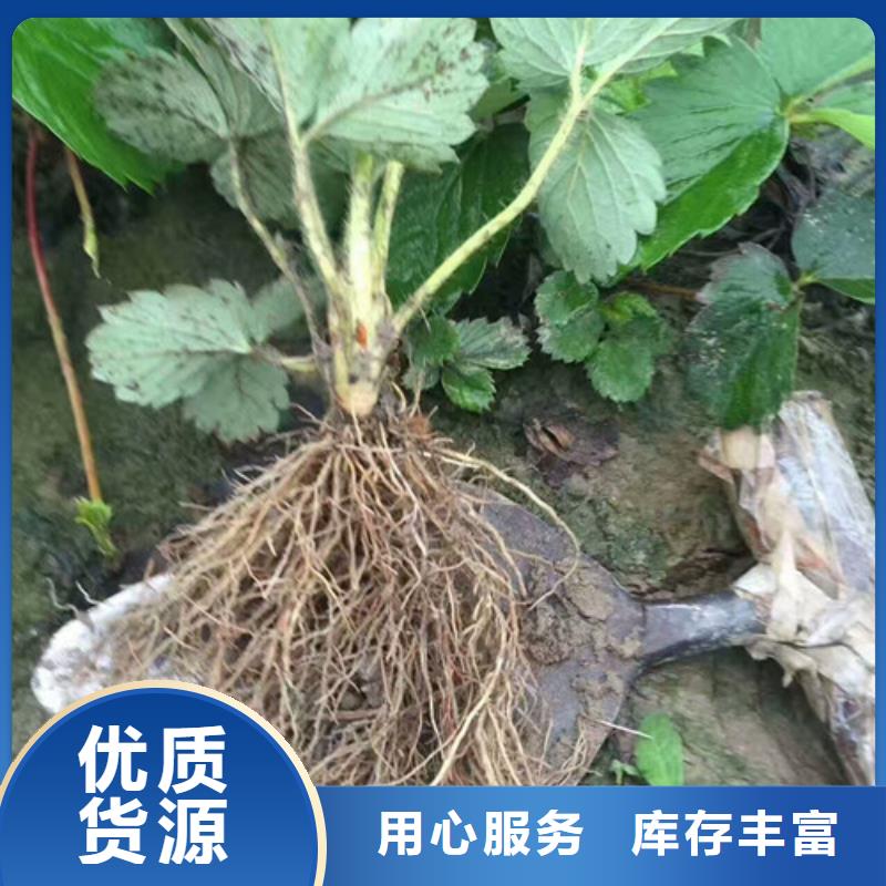 【草莓苗 草莓苗价格标准工艺】