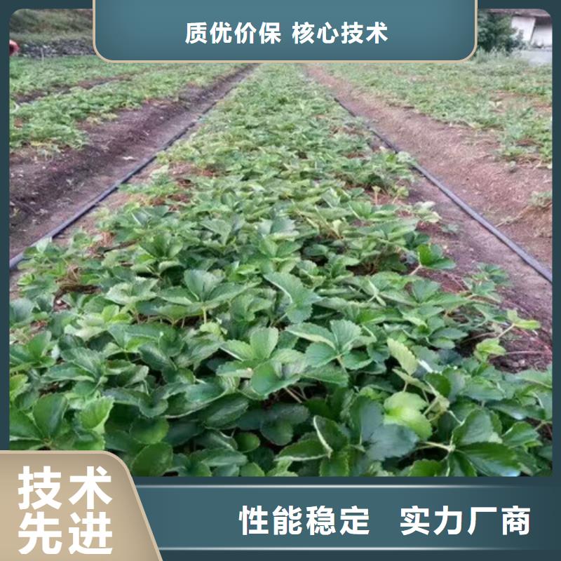 草莓苗【果树苗】甄选好物