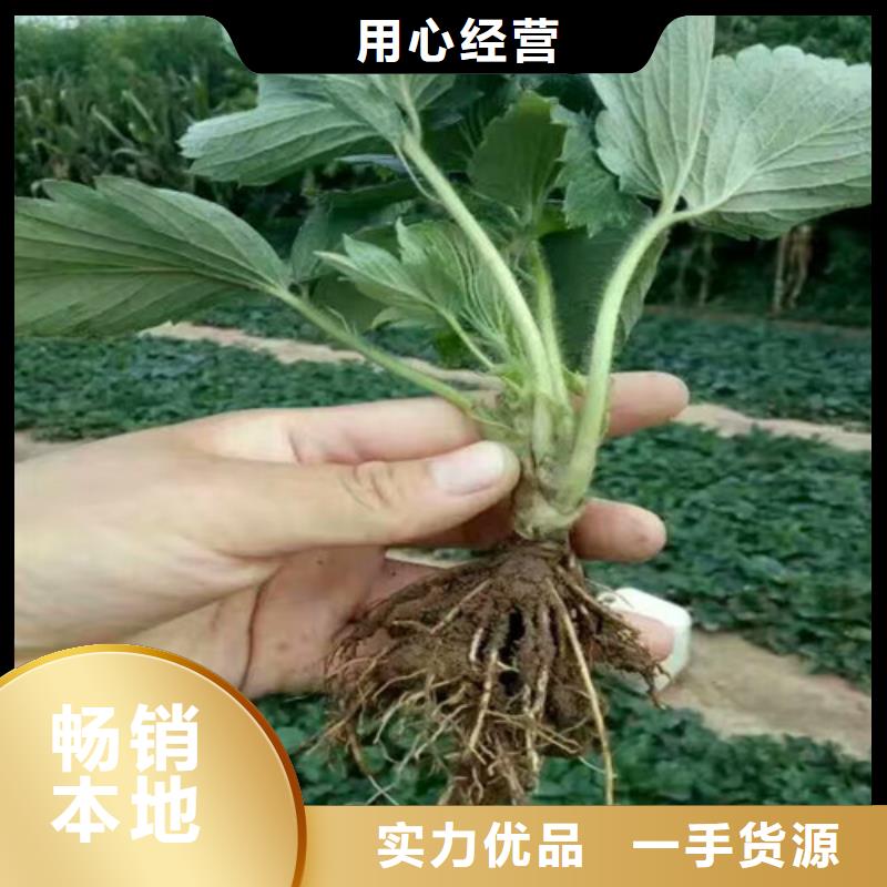 【草莓苗】大棚草莓苗厂家精选