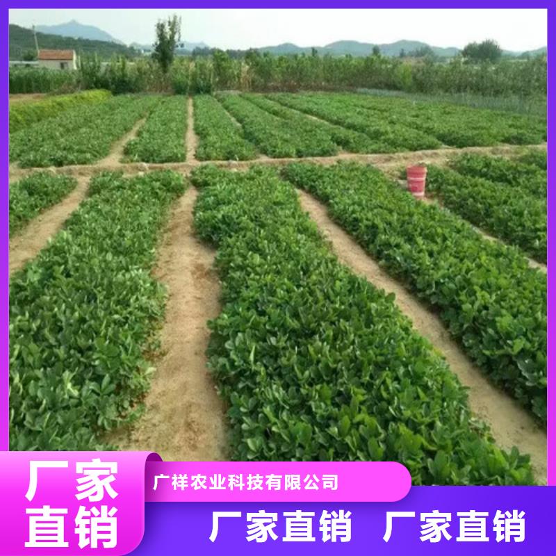 草莓苗【黑珍珠草莓苗】质优价保