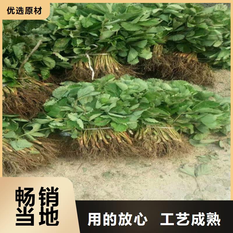 草莓苗草莓苗价格出货快