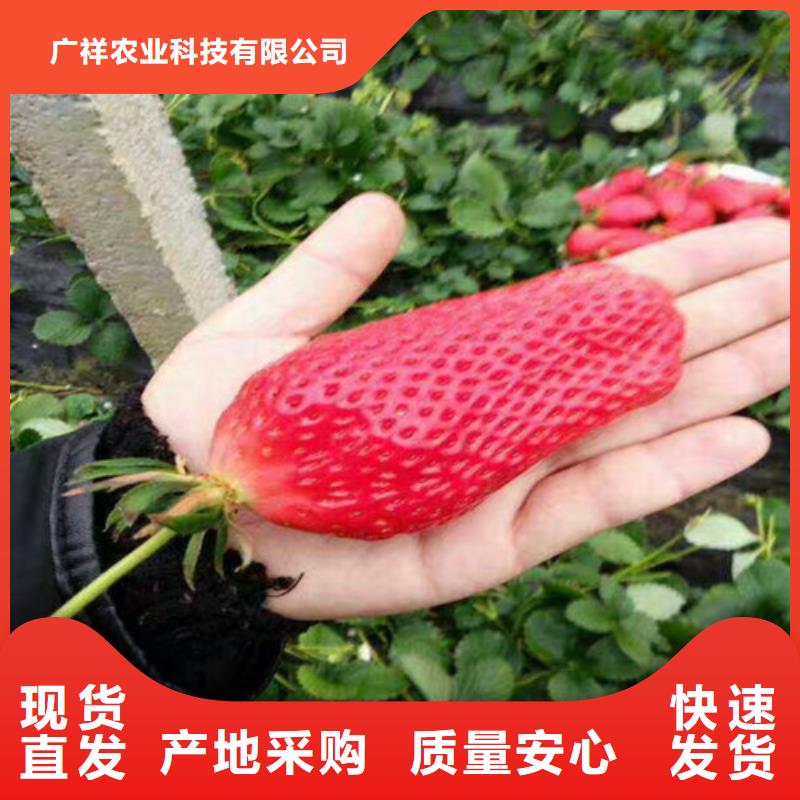 【草莓苗果树苗我们更专业】