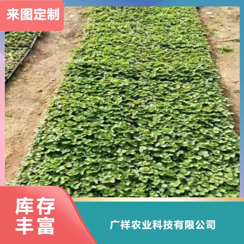 草莓苗红油香椿树苗加工定制