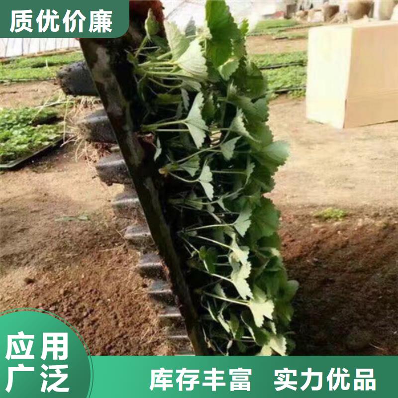 草莓苗大棚草莓苗敢与同行比价格