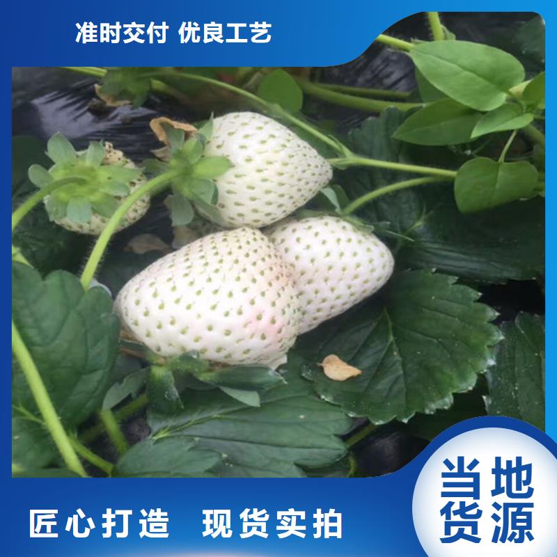 草莓苗苹果苗基地24小时下单发货