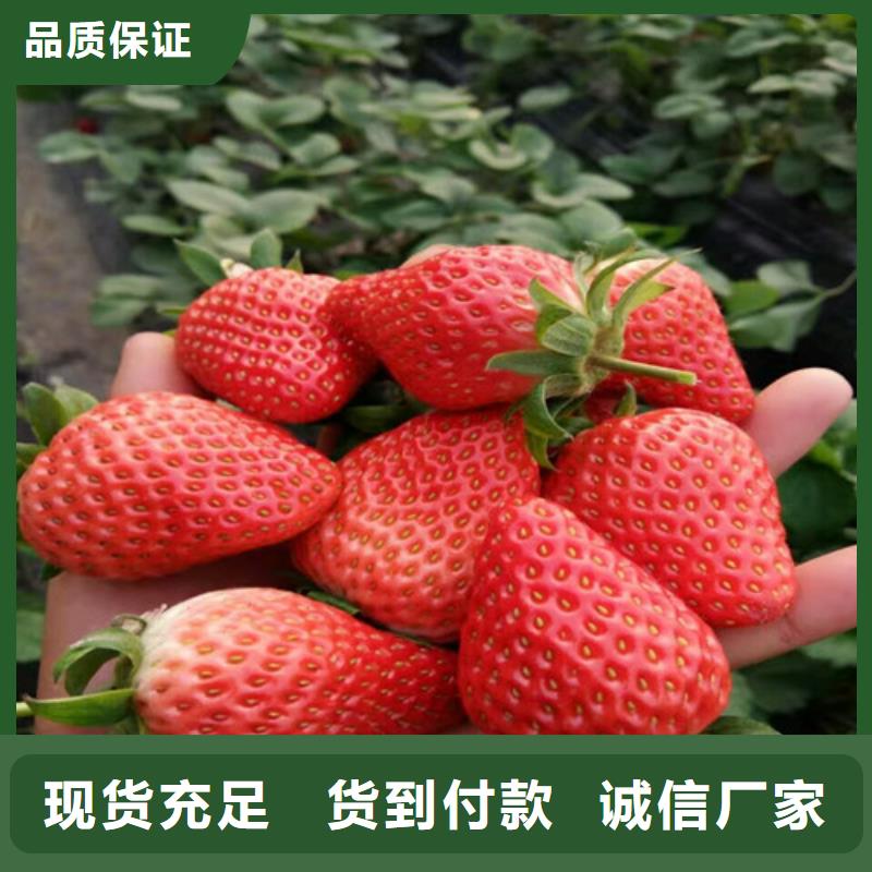 【草莓苗】苹果苗支持大小批量采购