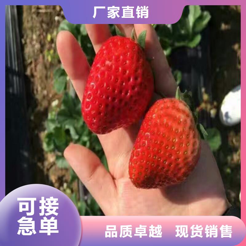 草莓苗蟠枣树苗品质优选