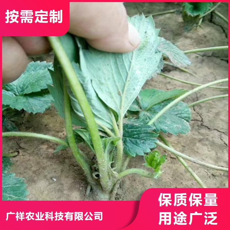 【草莓苗-桃树苗源头厂家】