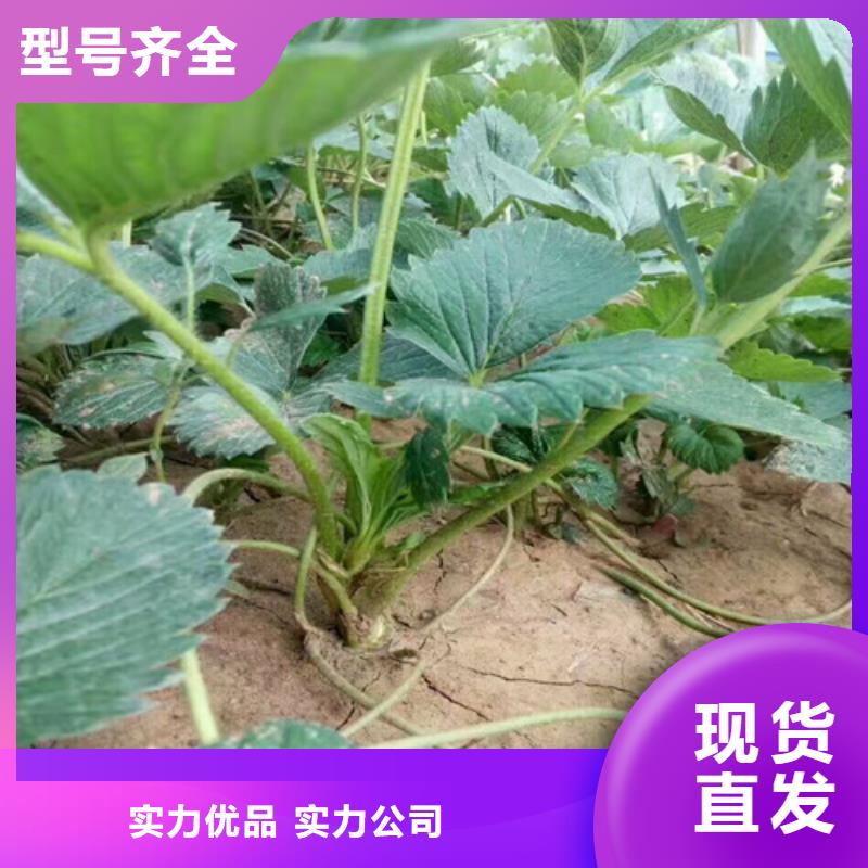 草莓苗-红油香椿树苗让客户买的放心